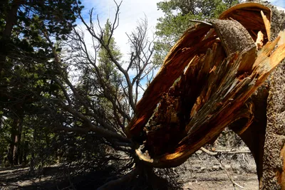 DSC_0012 (Large).JPG